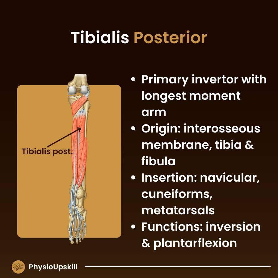 PhysioUpskill - ## Episode135: Kinesiology of Knee joint#7... | Facebook