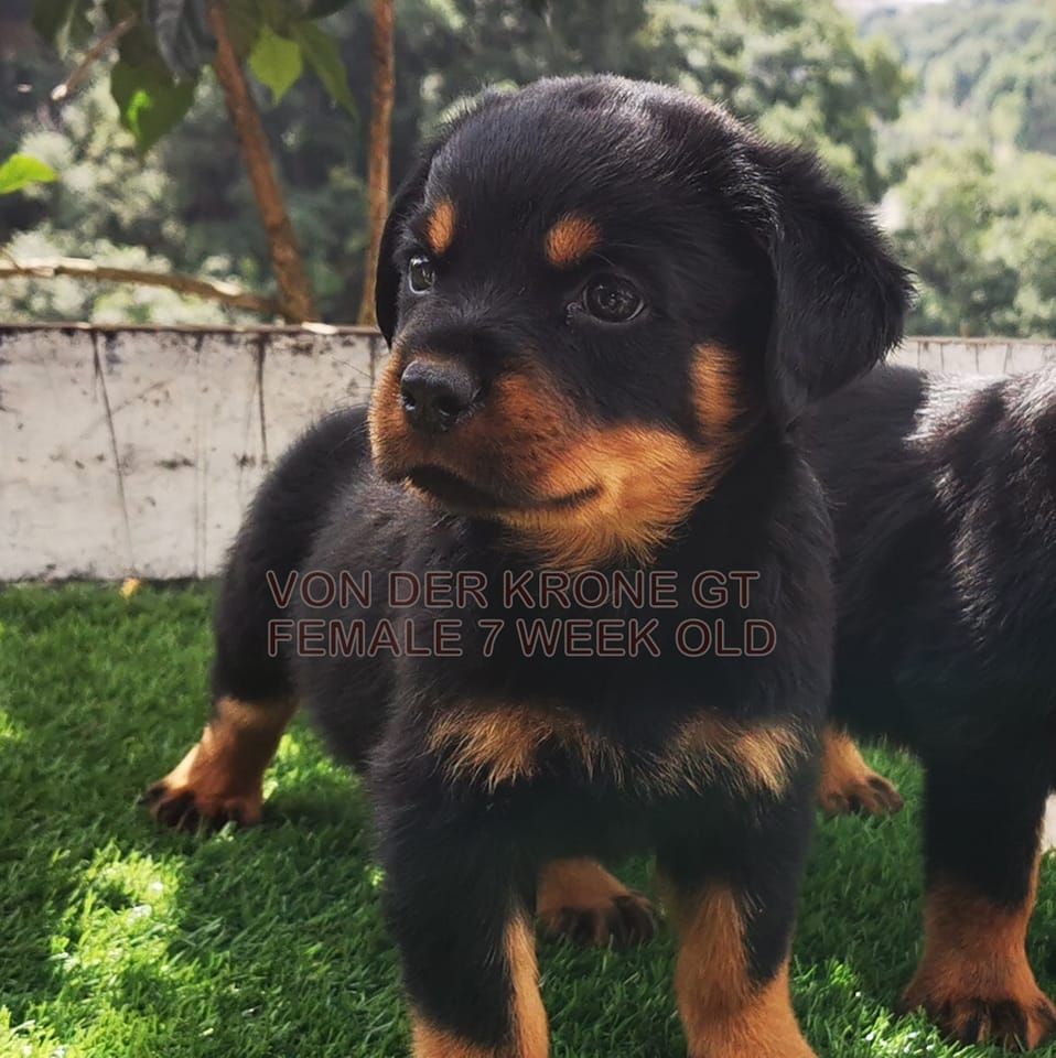 Rottweiler Von Der Krone GT