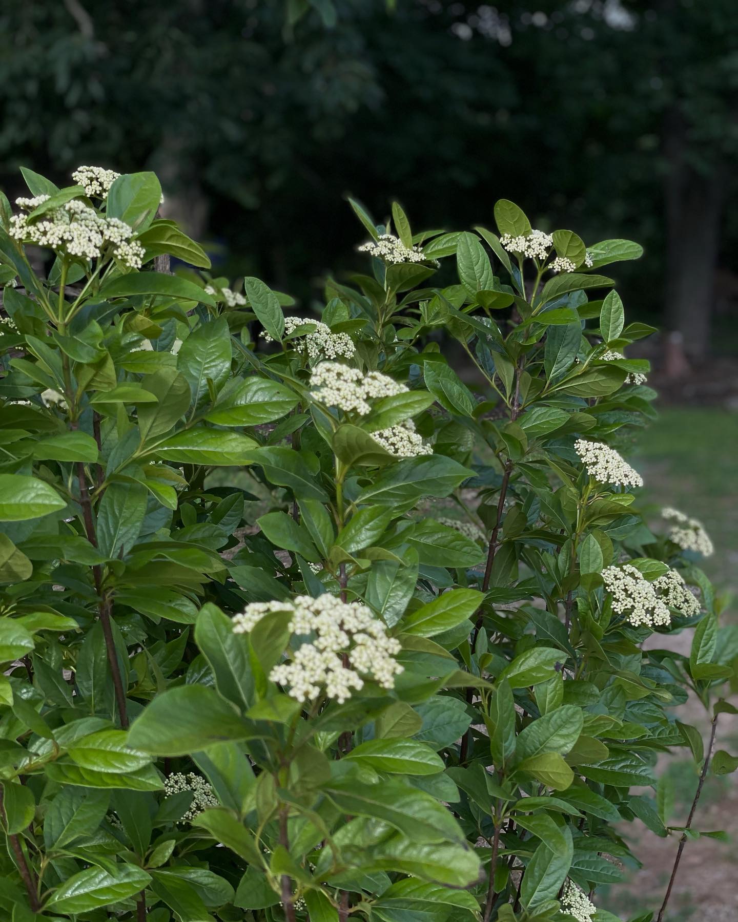 Hueter's - Come fall these green leaves and budded white blooms will ...