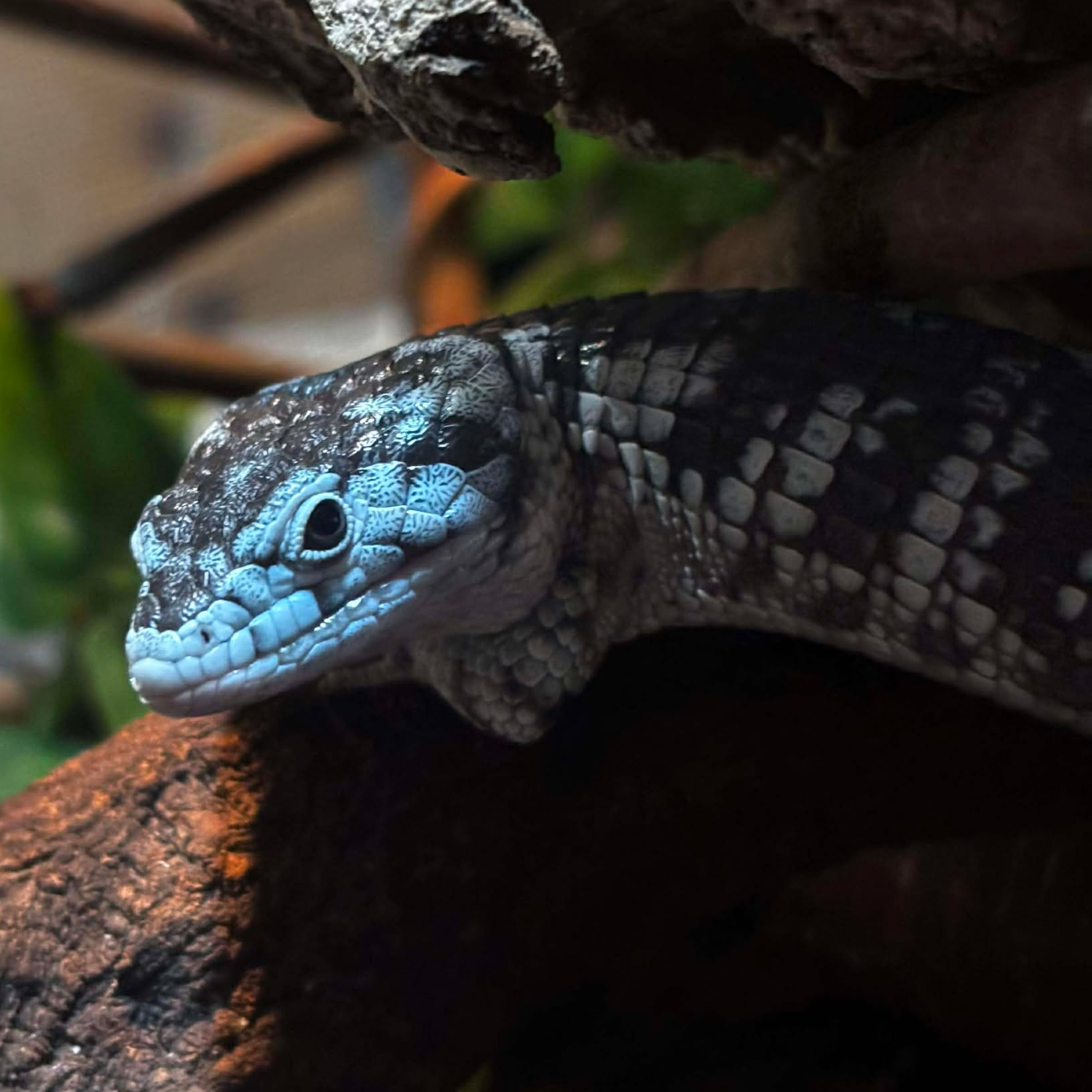 The Jungle - 🐲 Real Life Dragon Available! 🐲 Abronia Arboreal Alligator ...