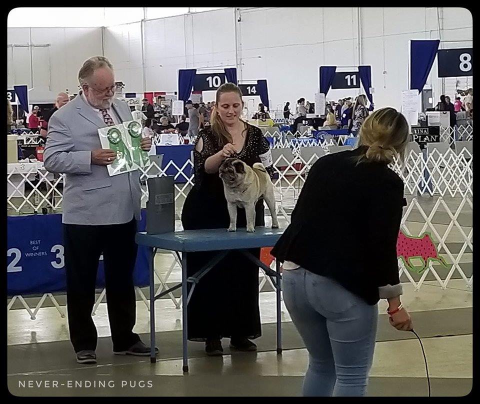 Never-Ending Pugs