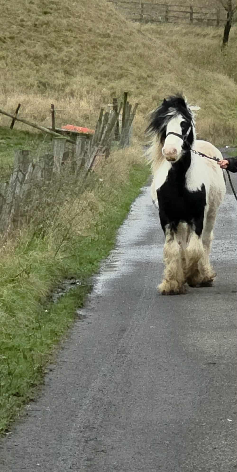 Welsh Pony Rescue Rehoming Charitable Trust - Ponies for Rehoming ...