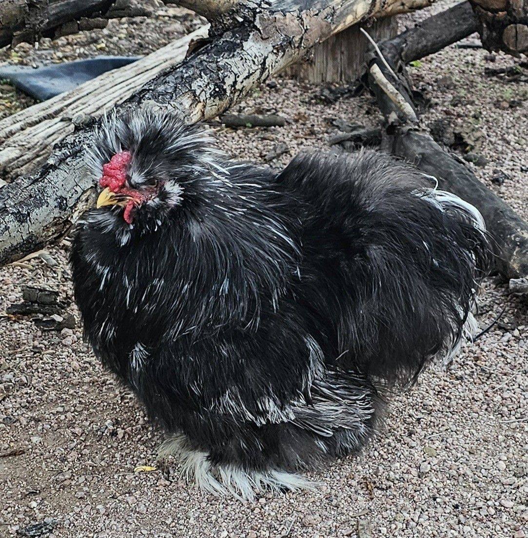 Desert Darlins' Chicken Boutique | Apache Junction AZ