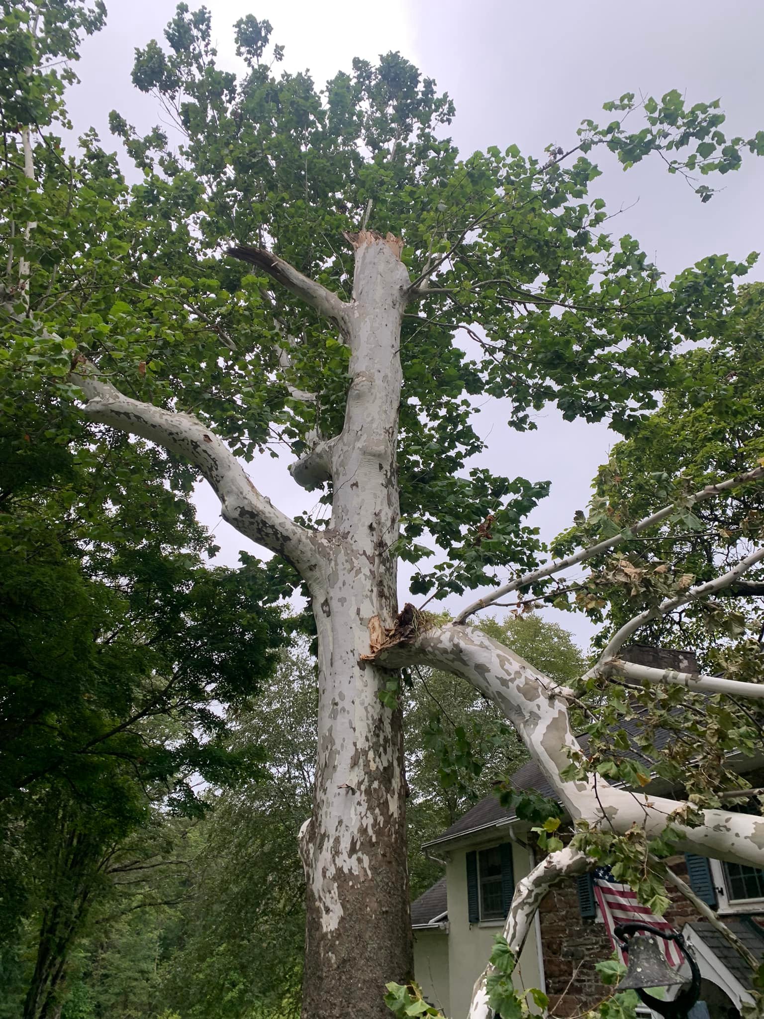 Top notch tree care and landscaping llc | Ivyland PA