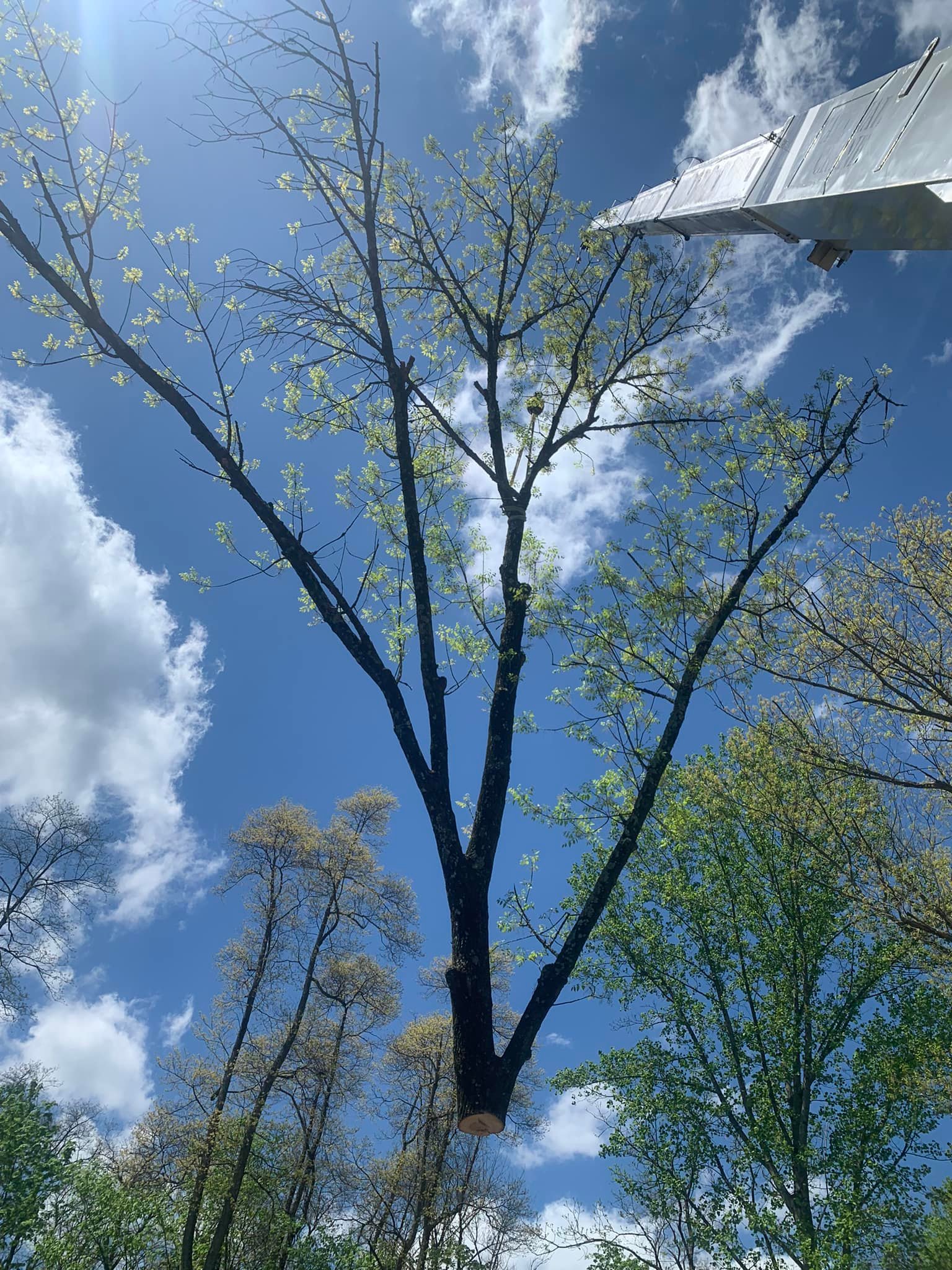 Top notch tree care and landscaping llc | Ivyland PA