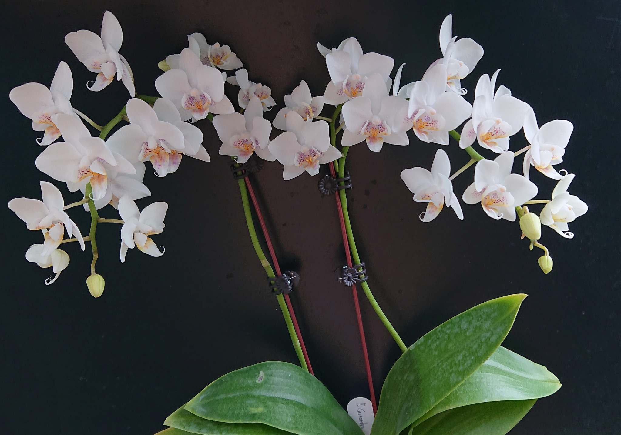 Phalaenopsis Timothy Christopher, a miniature orchid hybrid with 1