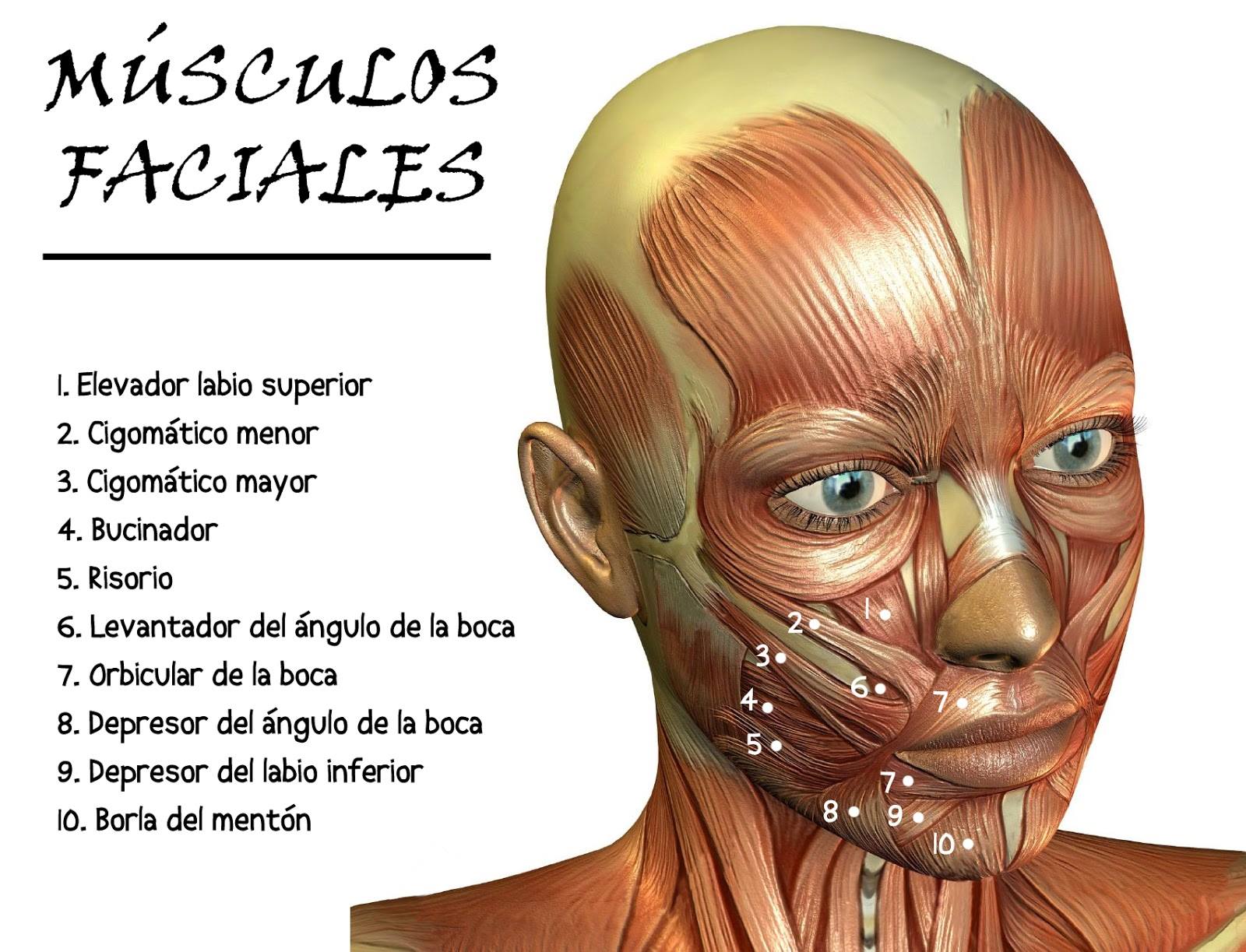 Fisioterapia Pablo Vollmar - Músculos Faciales 1- MÚSCULO ELEVADOR DE ...