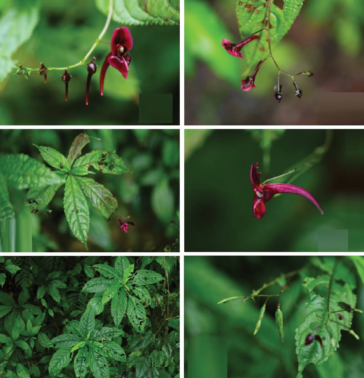 花50 Species New to Science！ 🌺 Impatiens yingjingensis (Balsaminaceae