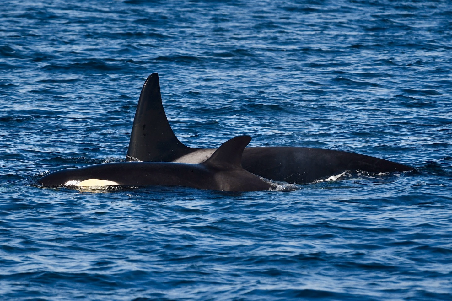 Orca - ORCA WEEK: NEWS & STORYTELLING ORCA RECOVERY IN PNW New website ...