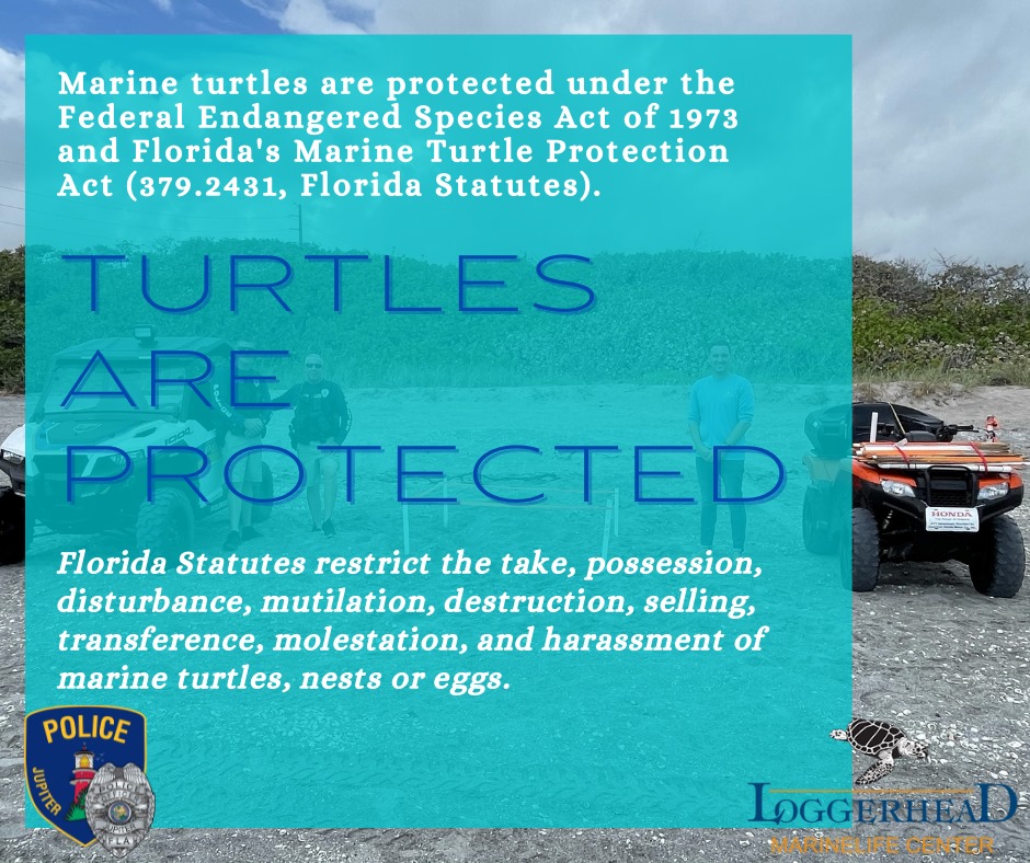 The Jupiter Police Department - Sea turtle nests are at a total of ...