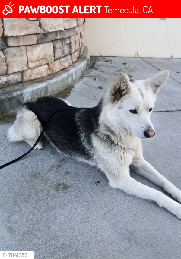 LSD RAIN DOG Lost in Shadow of Death 23号 Lost dog Shadow in Kavala Ranch area