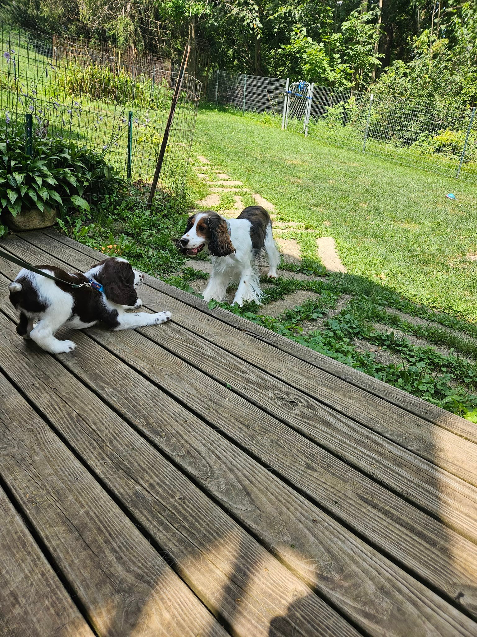 Ruff Pups | Reedsburg WI