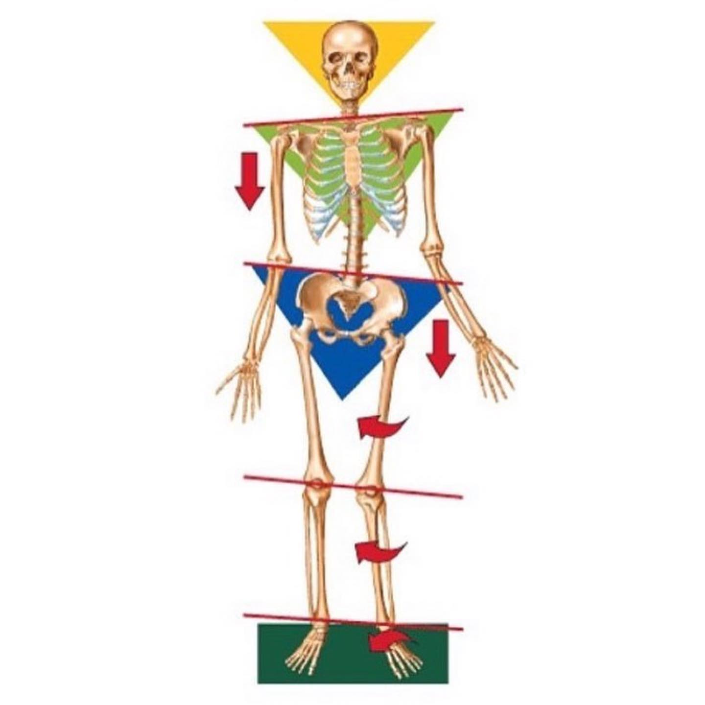 PhysioOsteoBook - THE KINEMATIC CHAIN ⠀ The picture describes how a ...