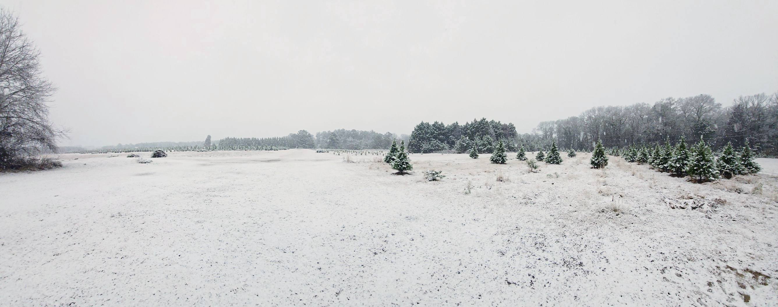 Roberts Christmas Tree Farm | Byron GA