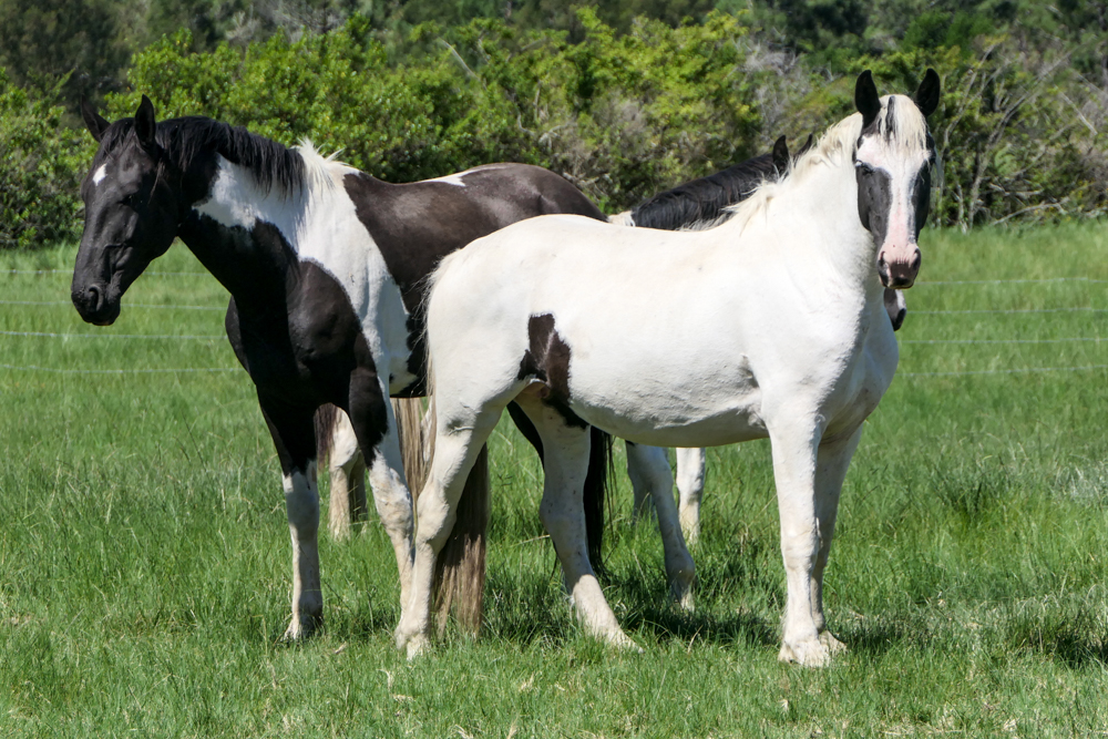 Baroque Pinto... - Baroque Pinto Horses in South Africa