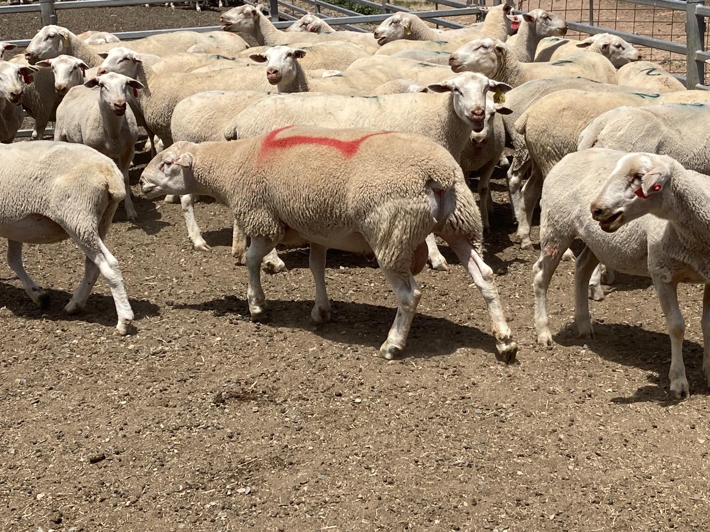 Ashmore Rams