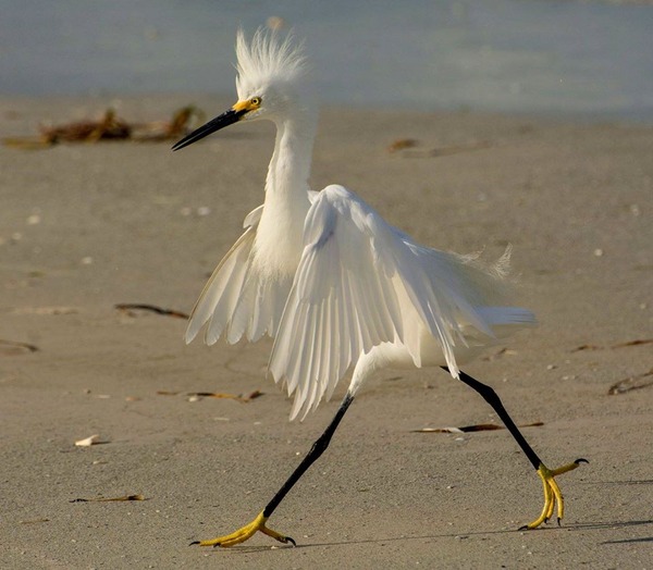 Weird, Fantastic and Odd Things | Elegant.. ( Snowy Egret ) | Facebook