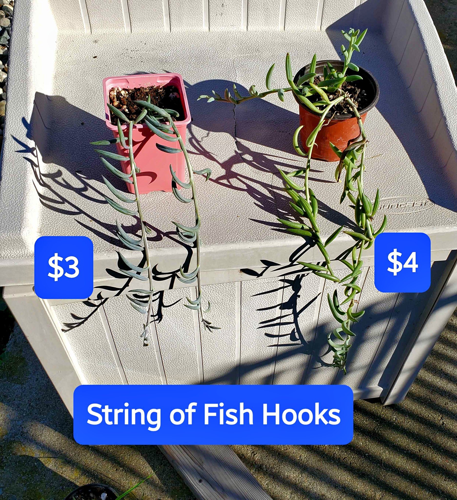 Succulents for sale, Facebook Marketplace