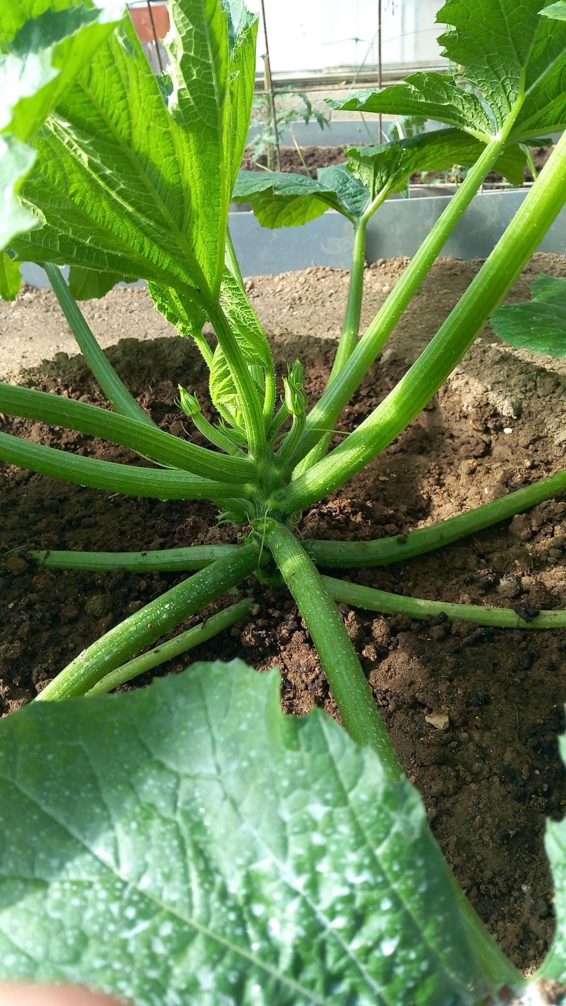 Cipolle Sturon Da Piantare 500g (14-21 Mm) – Sapore Leggermente Piccante, Qualità Olandese, Facili Da Coltivare – Per Orto E Giardino