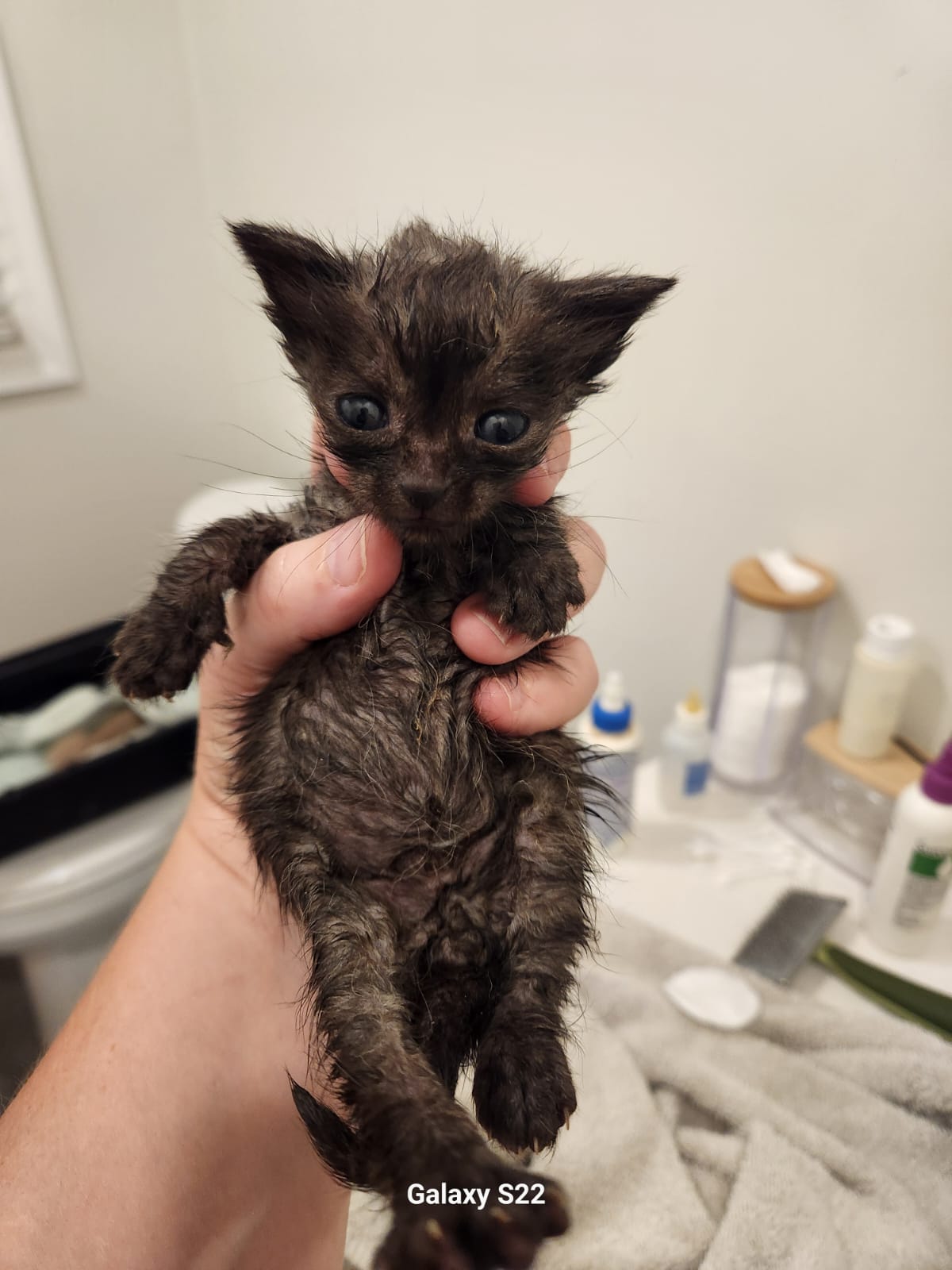 Cambridge Homeless Cat... - Cambridge Homeless Cat Rescue