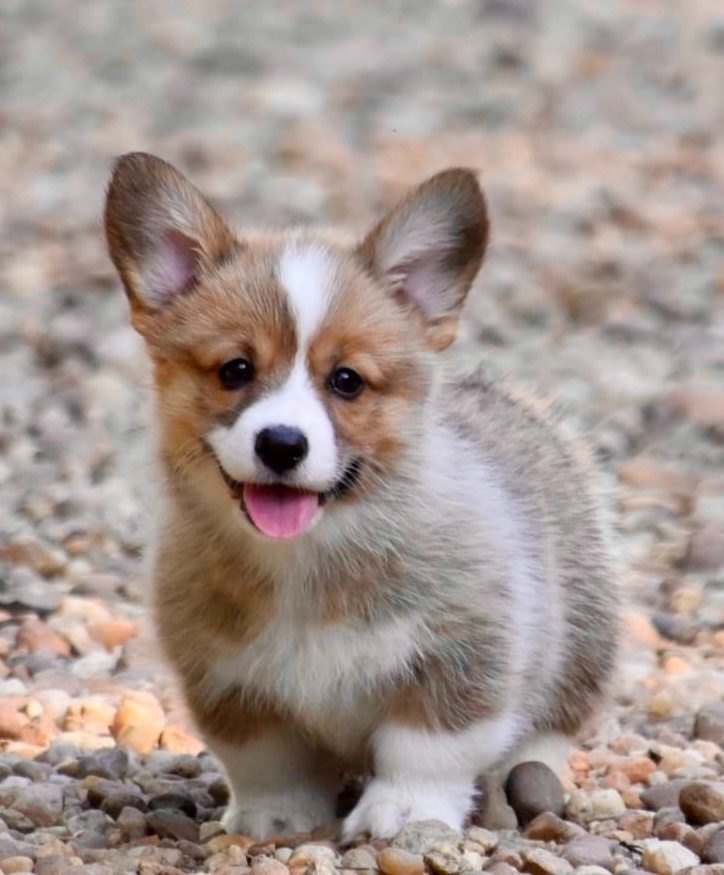 Corgis Galore | Gloucester VA