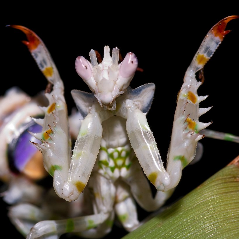 Mantodea es un orden de insectos... - Ciencia CON Ciencia