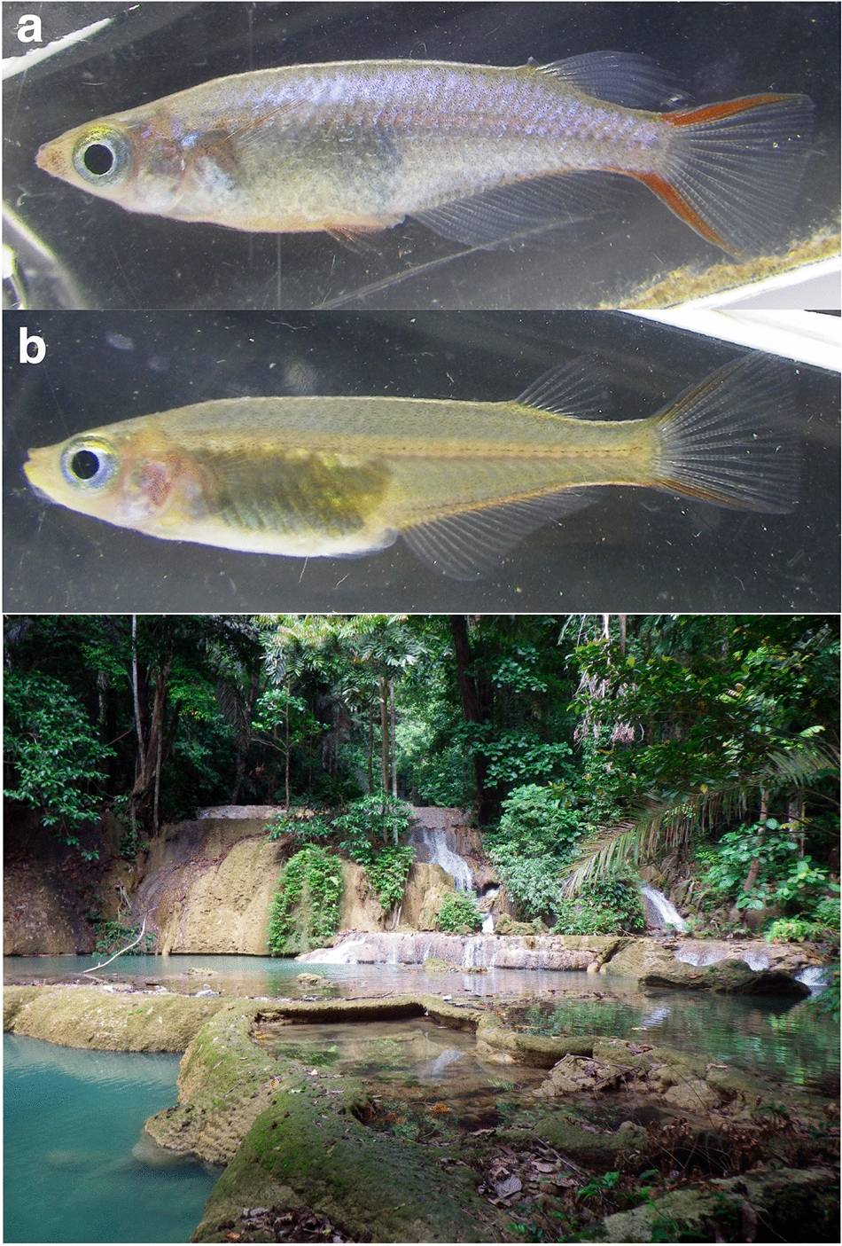 New species of brackish-water ricefish Oryzias chenglongensis