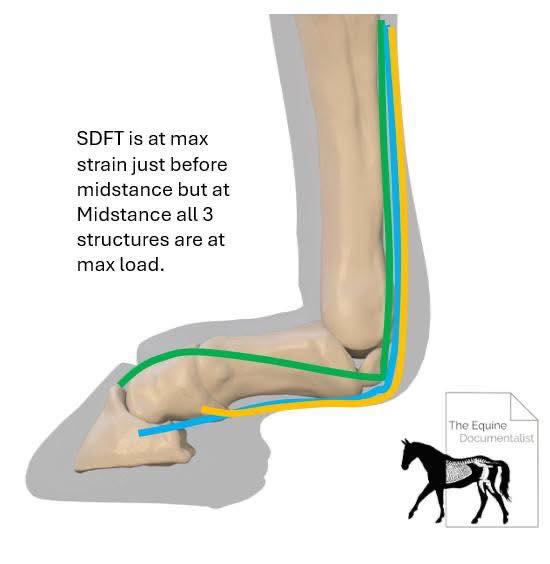 Did you know, the DDFT is NOT... - The Equine Documentalist | Facebook