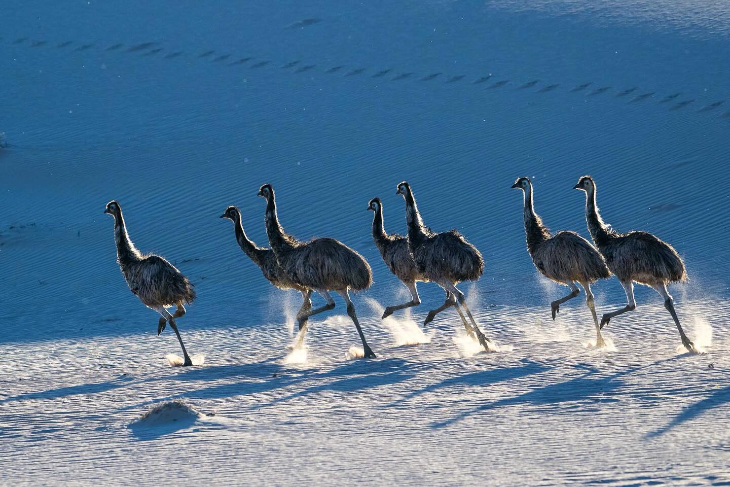 Charles - Backlit emus in the dunes of Mungo. Getting close to flocks ...
