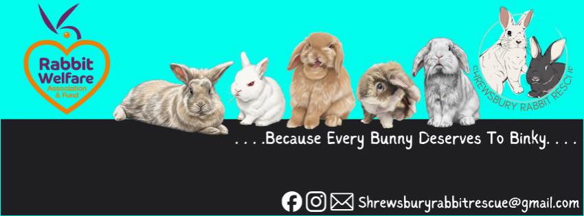 Shrewsbury Rabbit Rescue | Shrewsbury