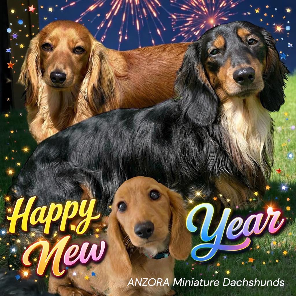 🐾 As the clock strikes... - Anzora Miniature Dachshunds | Facebook