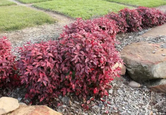 The Plant - Blush™ Nandina domestica ‘AKA’ PBR 🌿Produces red new growth ...