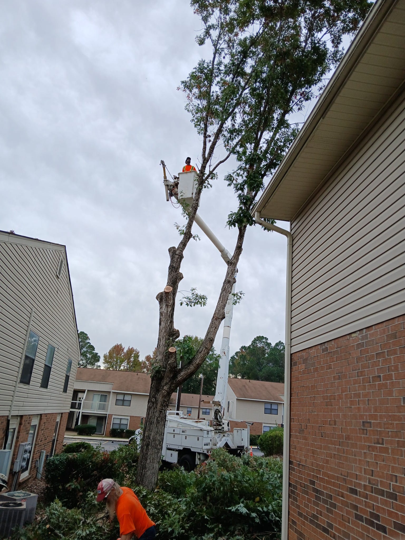 COLTS Tree Service