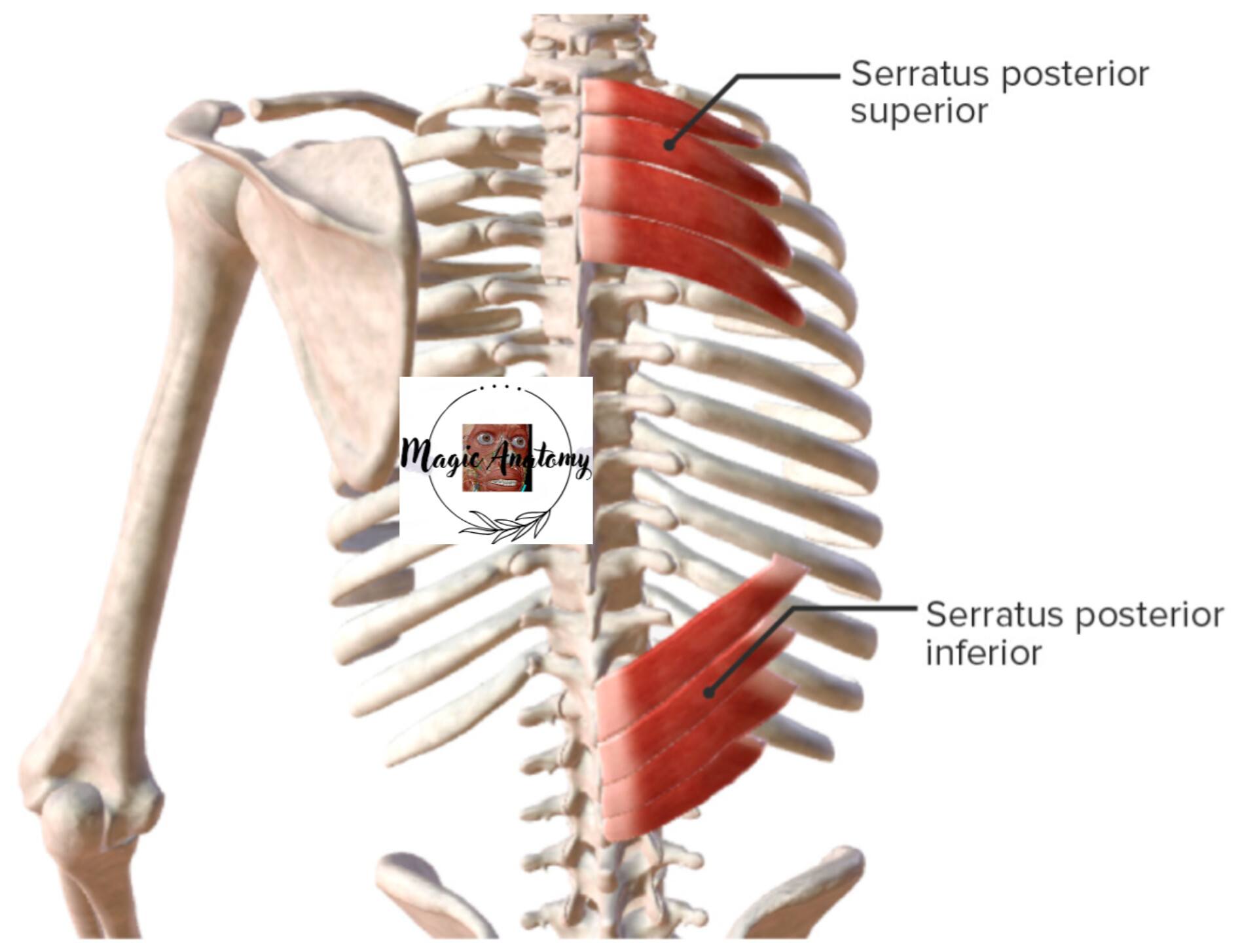 Magic Anatomy - The muscles of the back can be categorized... | Facebook
