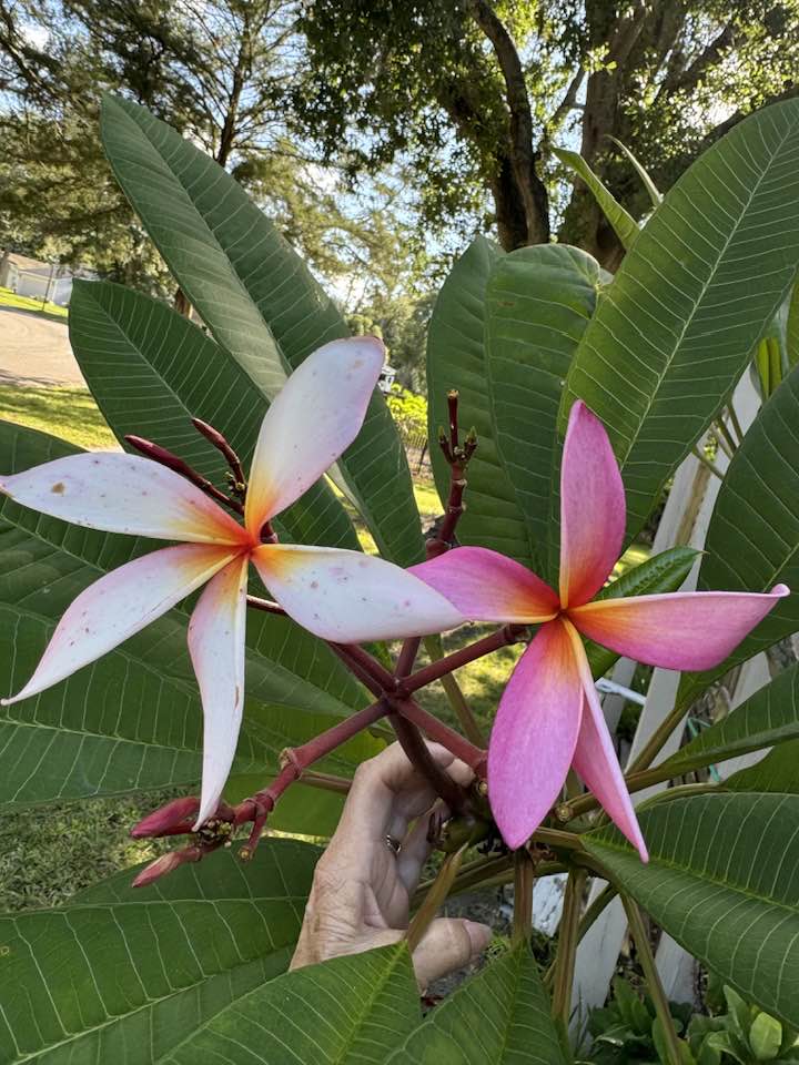 Plumeria comes in more than the color pink!