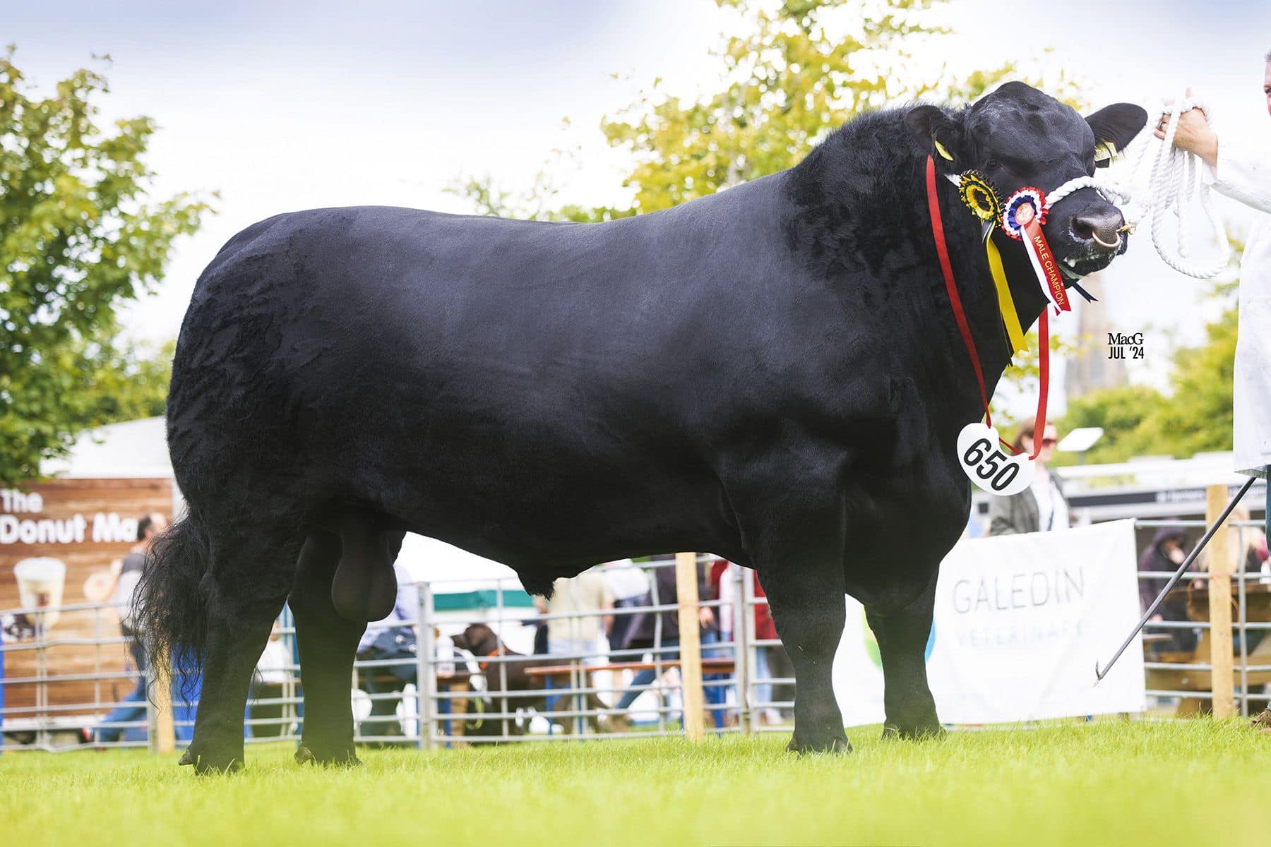 Oakmoor Angus - The boss did us proud at the national at...