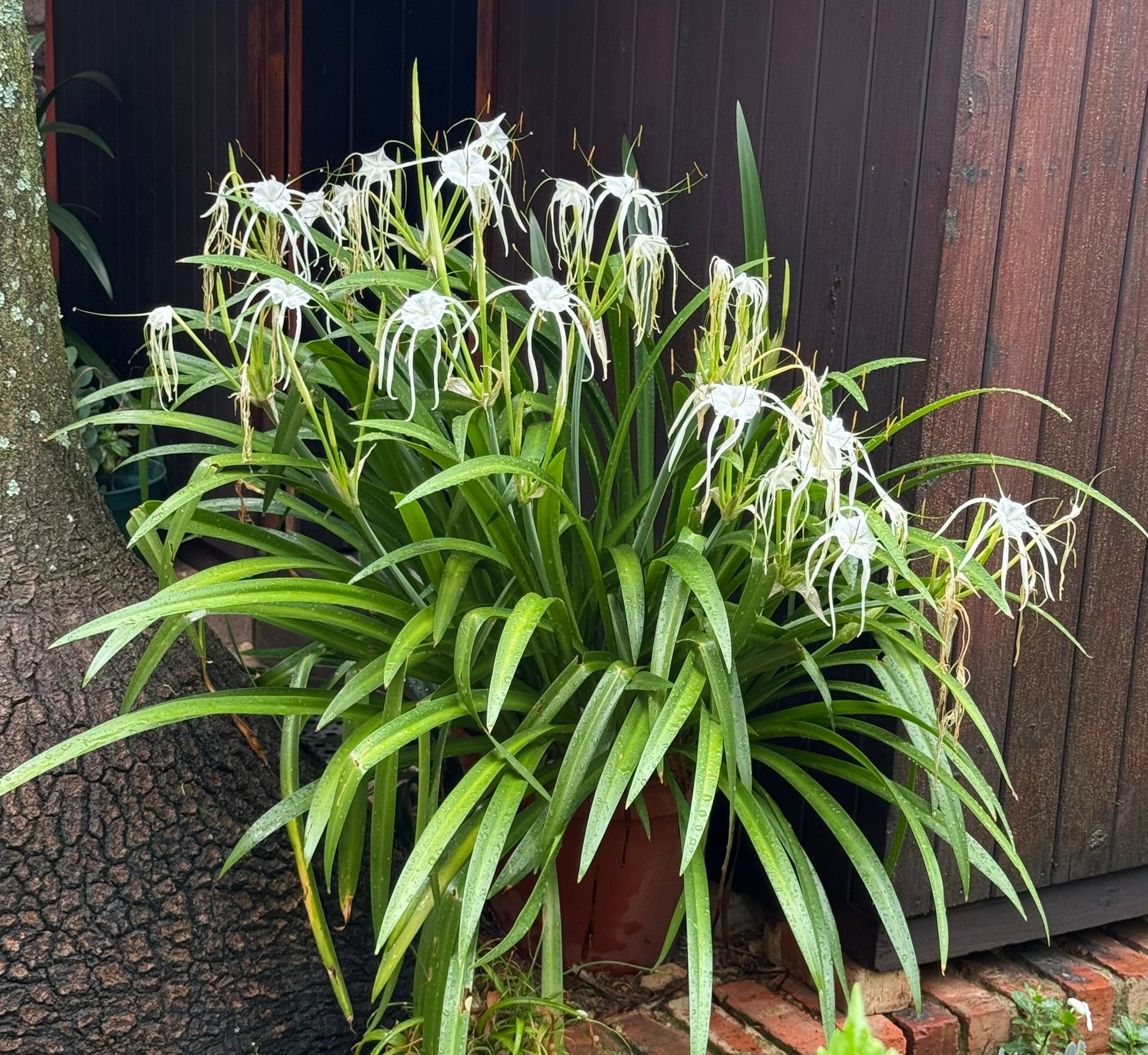 CLASS SPIDER LILY