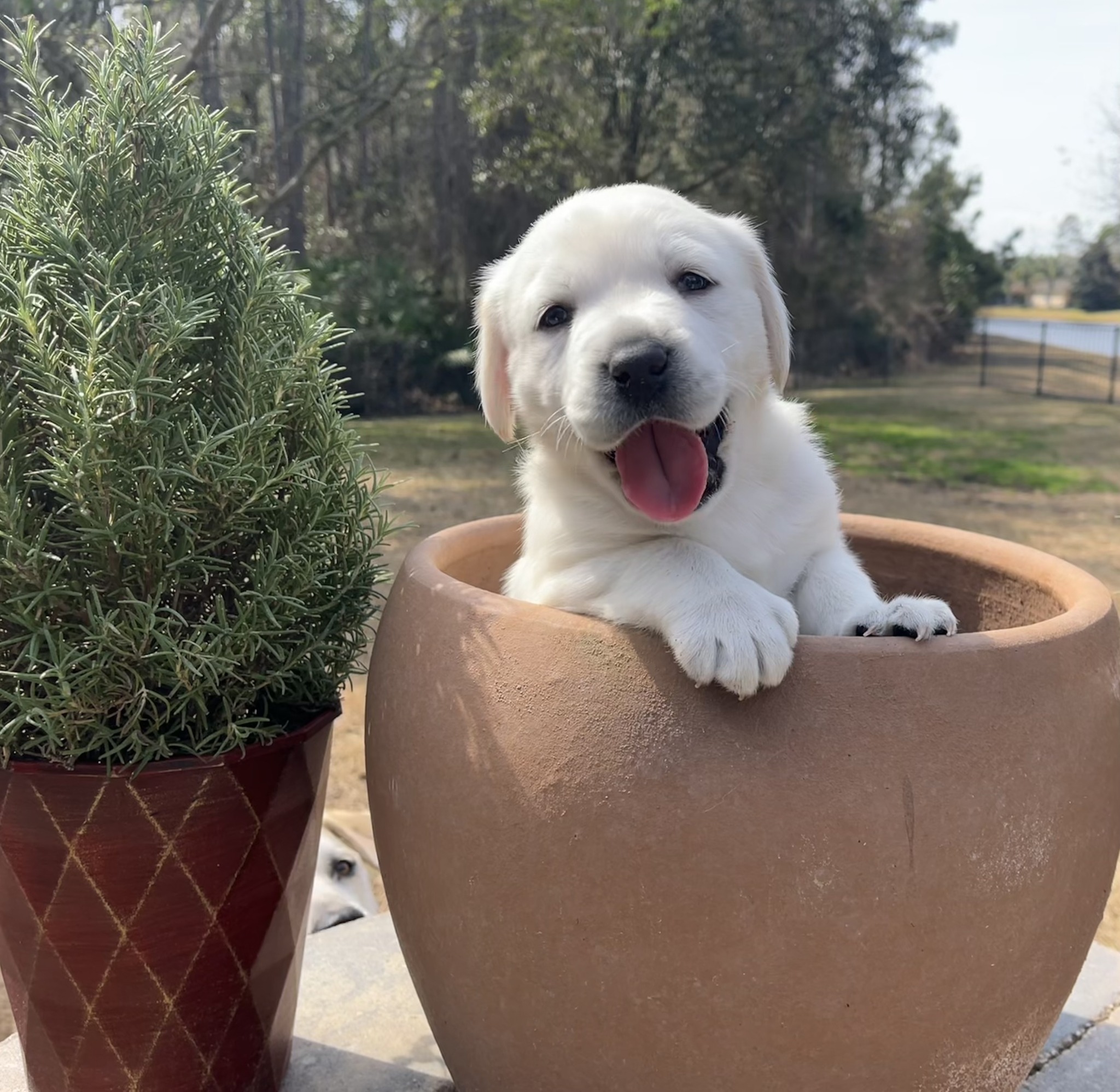 Labrador Retriever Rescue of Florida