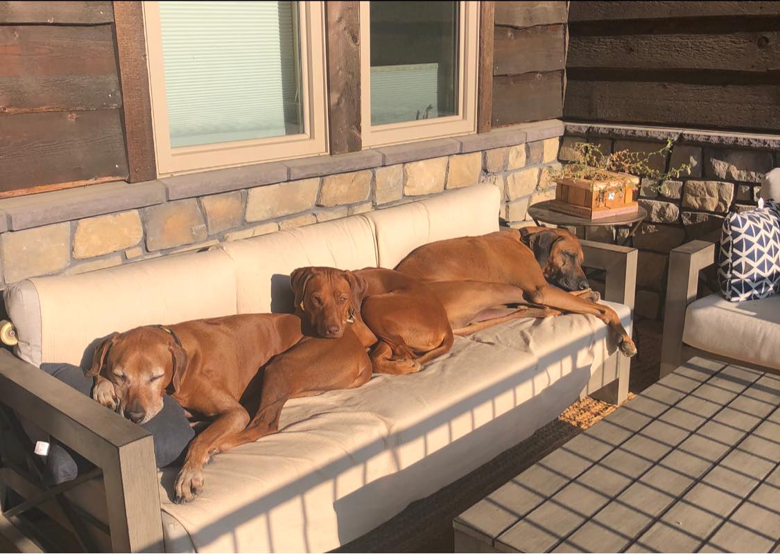 Utah Rhodesian Ridgebacks - Home