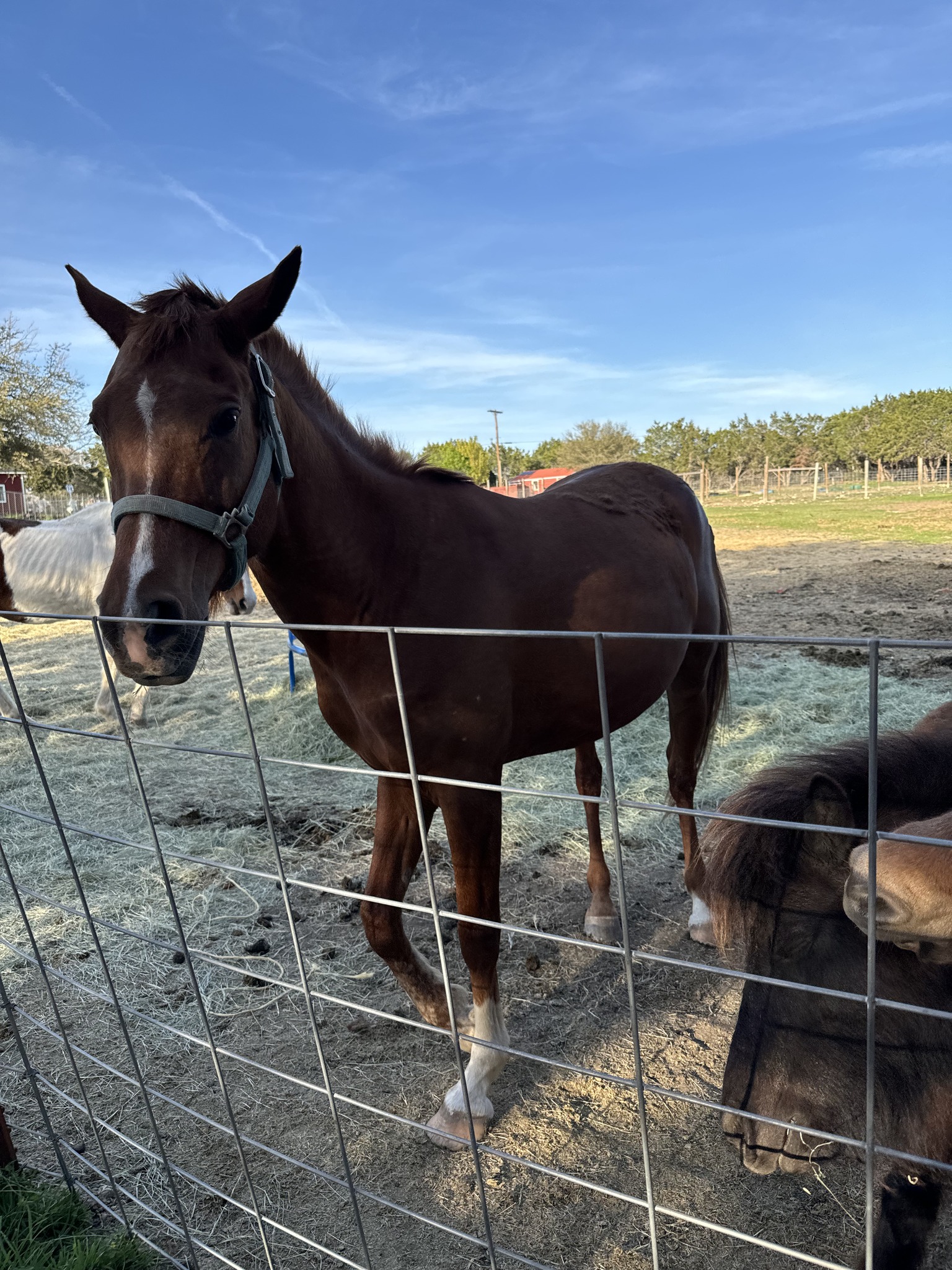 Blessings Ranch of Central Texas | Killeen TX