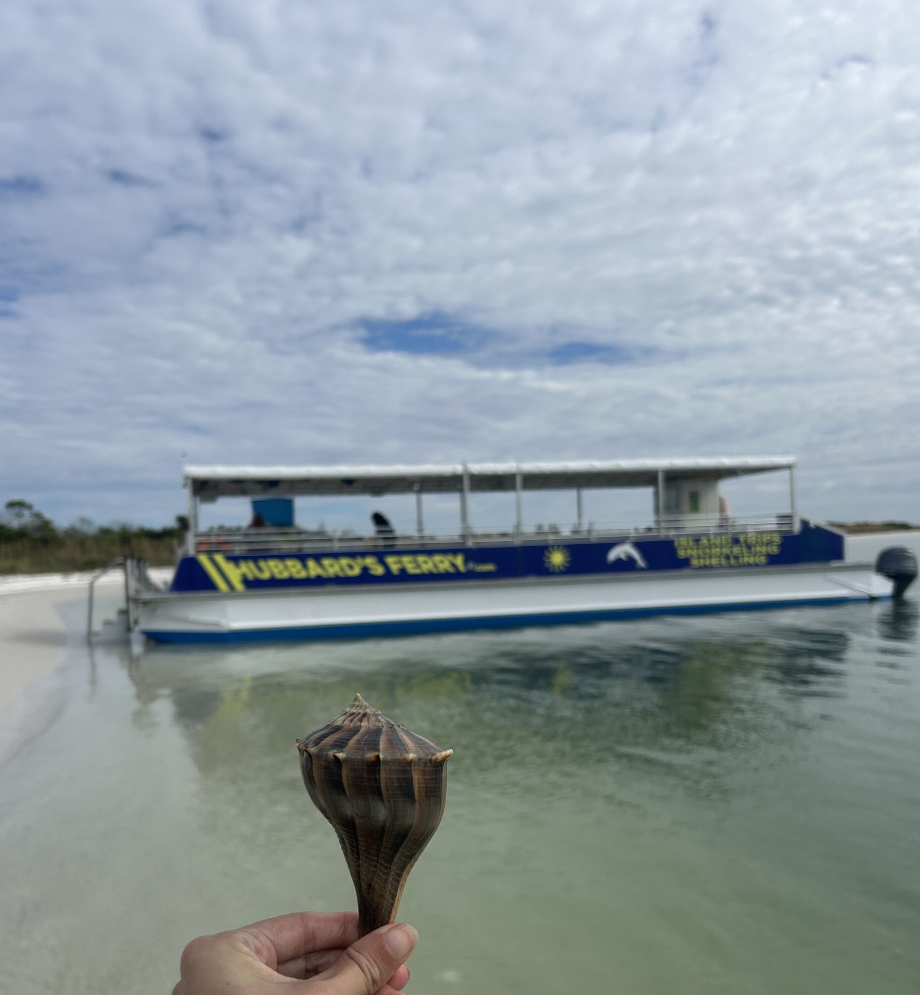 Discover - 🐚🌴 Shelling Season Is ON at John’s Pass! 🌴🐚 Looking to find ...
