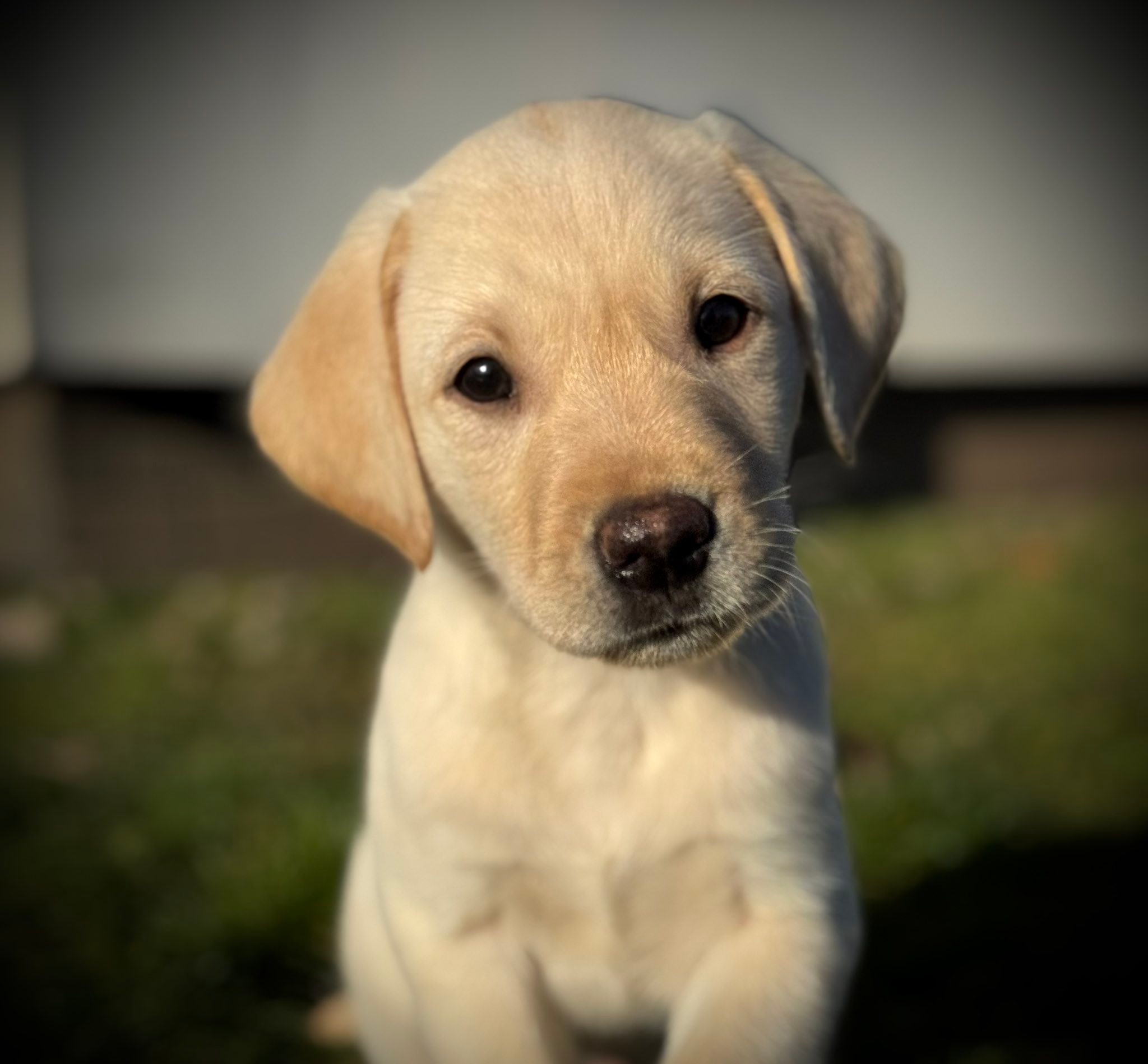 Meet Doug. Questeleet Poseidon of... - Kellandbrook Gundogs | Facebook
