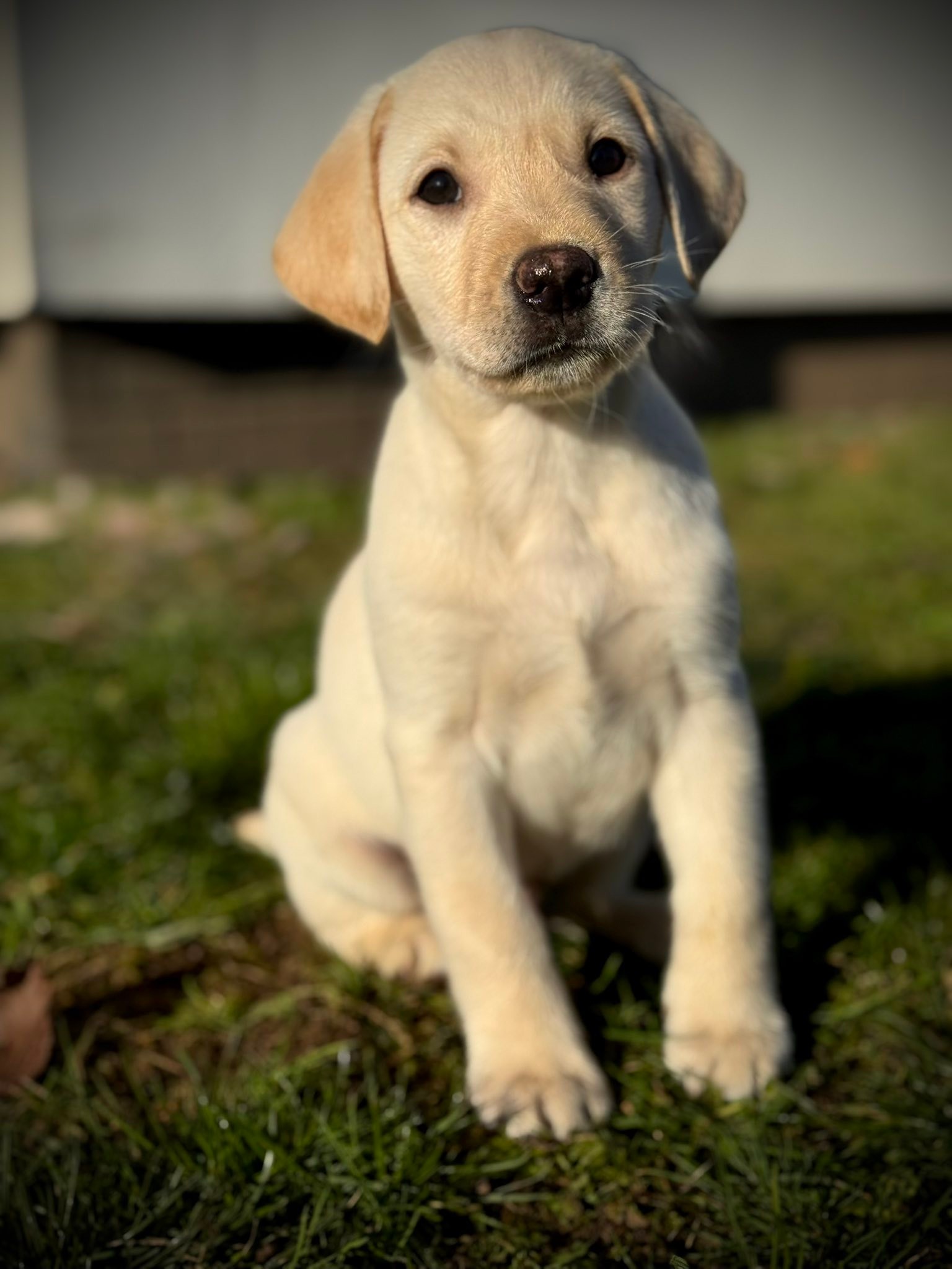 Meet Doug. Questeleet Poseidon of... - Kellandbrook Gundogs | Facebook