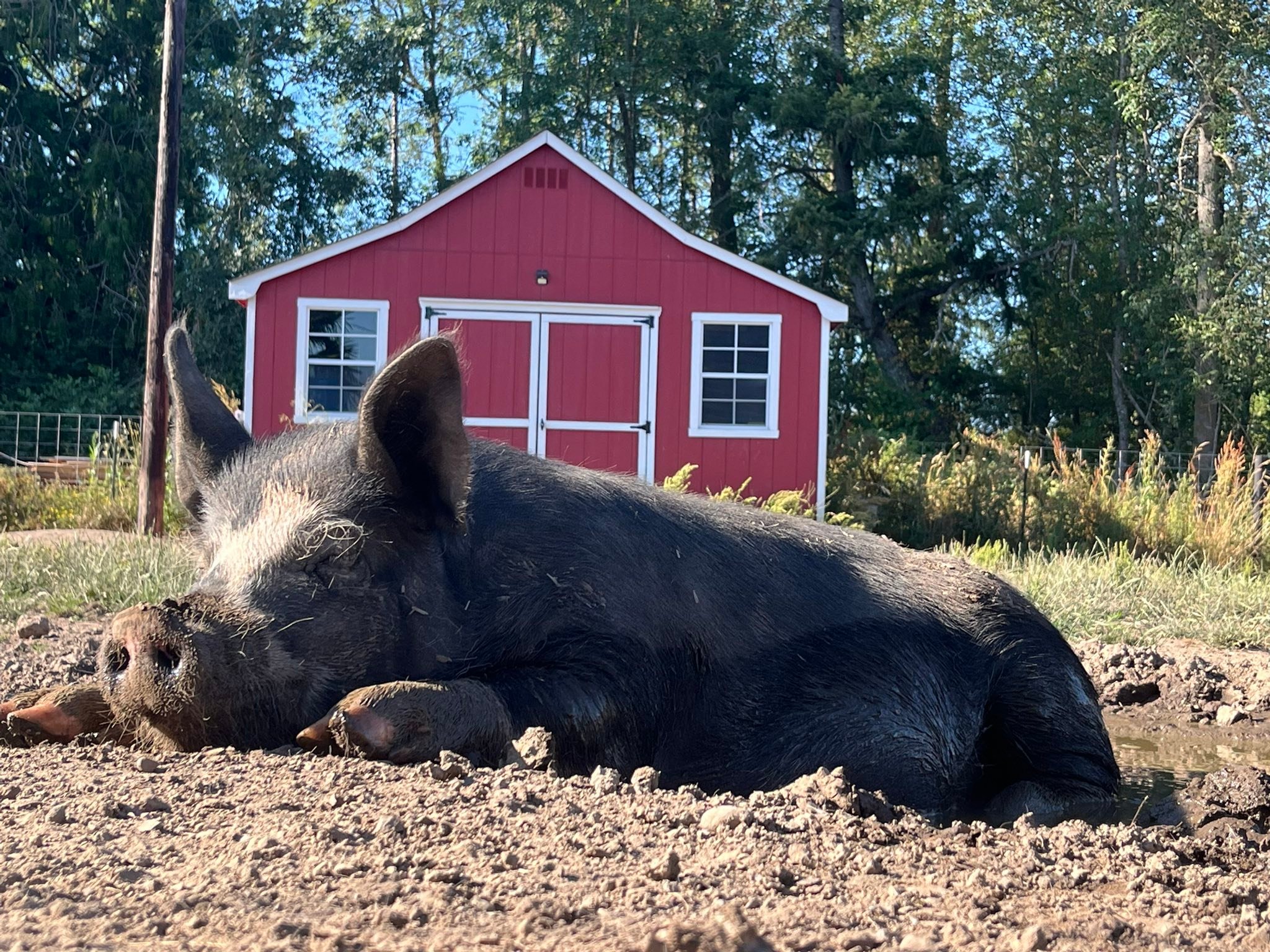 🐖 BIG NEWS COMING TO... - Green Branch Ranch & Farm Store | Facebook