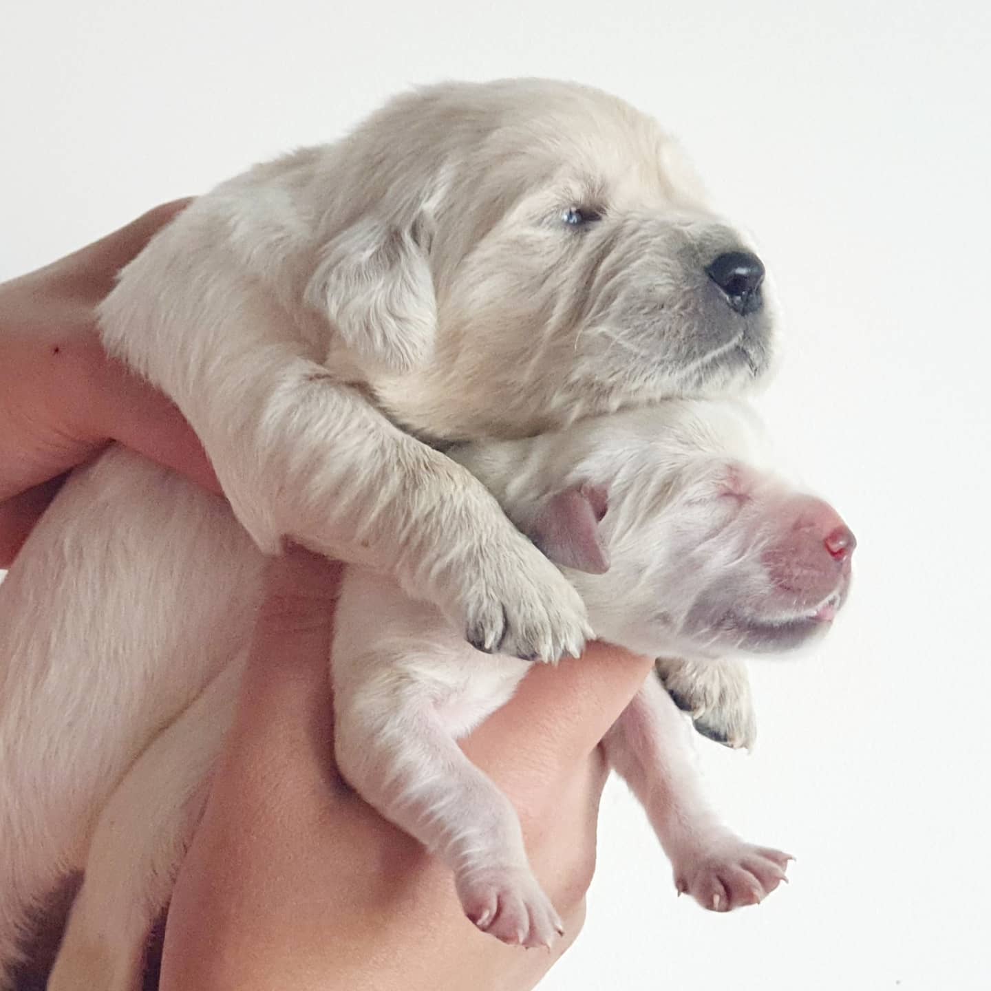 🥰Two weeks & one day old🥰 @... - Navilis golden retrievers