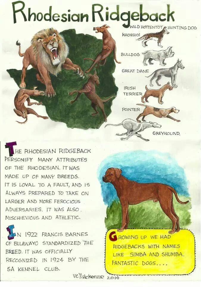We Love Rhodesian Ridgeback | Facebook