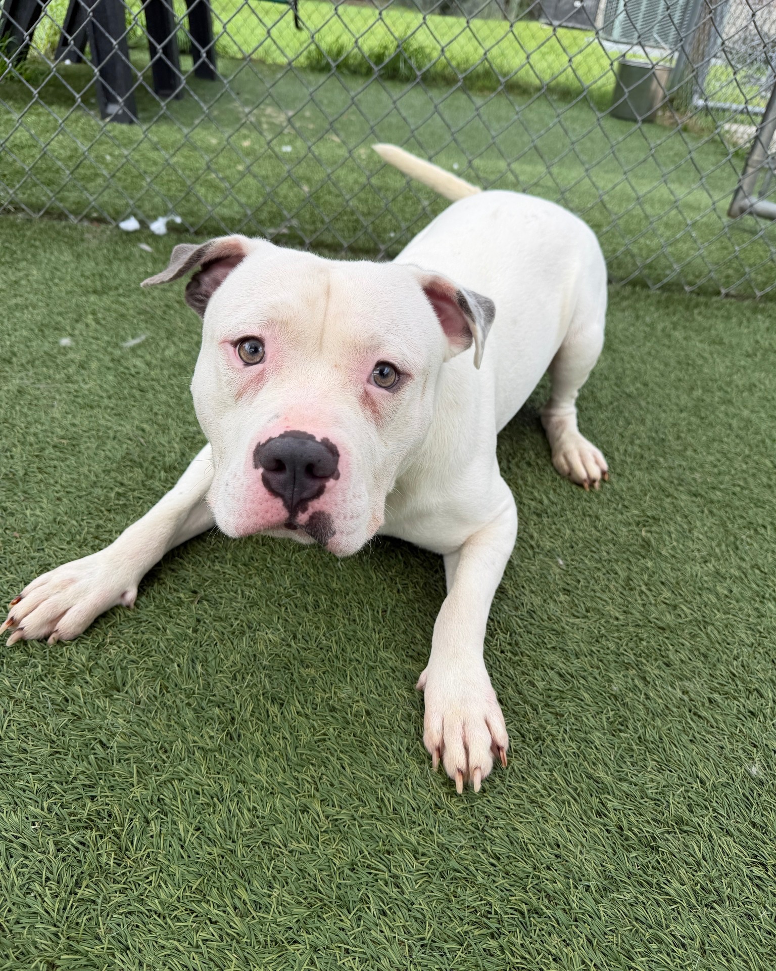 Meet Rhino, a handsome and lovable 2-year-old male dog