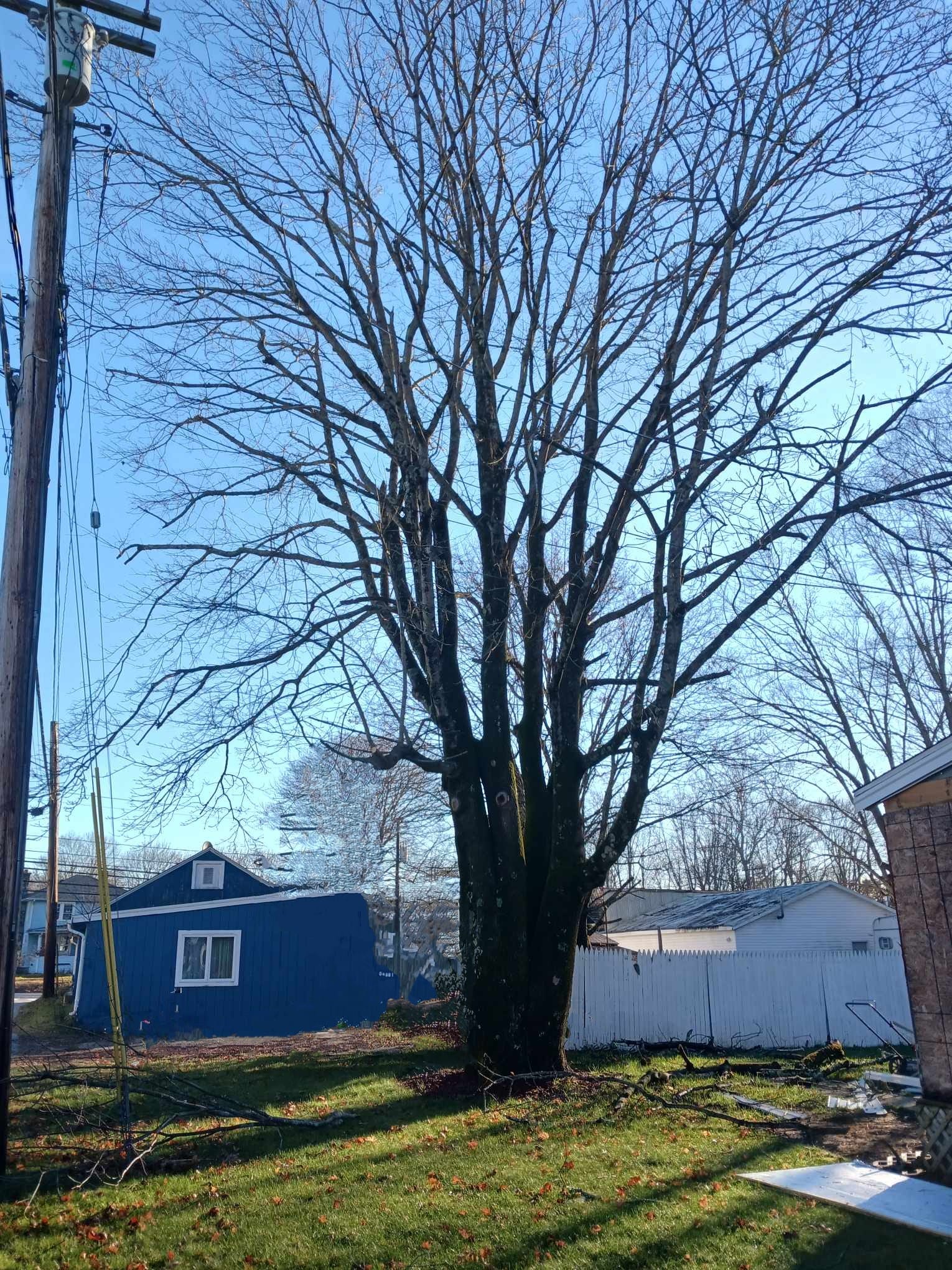 🌳🪓 Transforming your... - Top Notch Tree & Landscape LLC