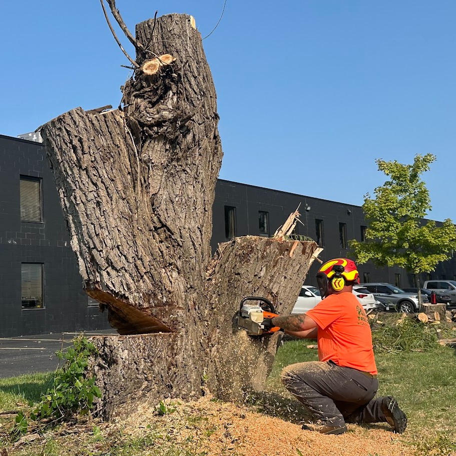 Wilson Tree Service | Windsor ON