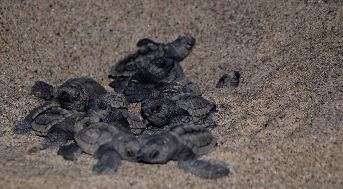 La tartaruga marina... - Caretta Calabria Conservation